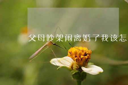 父母吵架闹离婚了我该怎么劝 父母吵架闹离婚了我该怎么劝