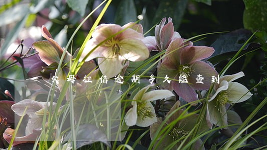 父母征信逾期多久能查到 父母征信逾期多久能查到