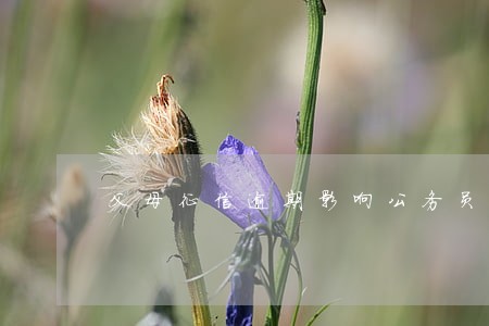 父母征信逾期影响公务员政审吗 父母征信逾期影响公务员政审吗