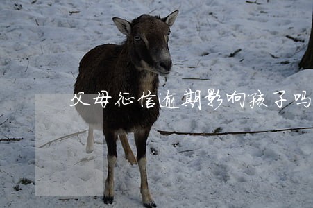 父母征信逾期影响孩子吗 父母征信逾期影响孩子吗