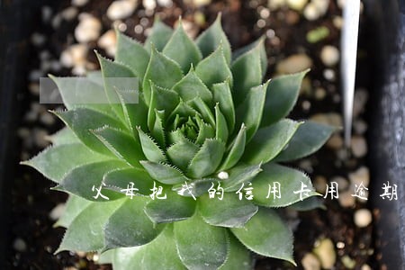 父母把我的信用卡用逾期了