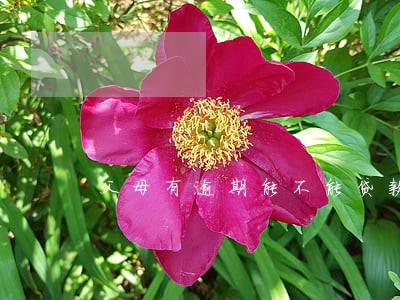 父母有逾期能不能贷款买房 父母有逾期能不能贷款买房