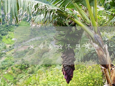 父母离婚不想做选择 父母离婚不想做选择