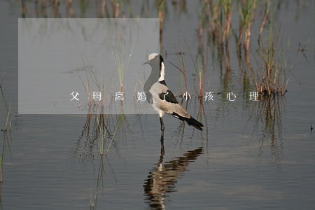 父母离婚了小孩心理 父母离婚了小孩心理