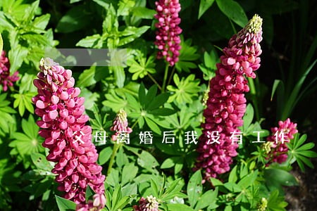 父母离婚后我没有工作 父母离婚后我没有工作