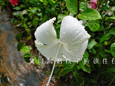 父母离婚孩子应该住在哪 父母离婚孩子应该住在哪