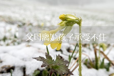 父母离婚孩子承受不住 父母离婚孩子承受不住