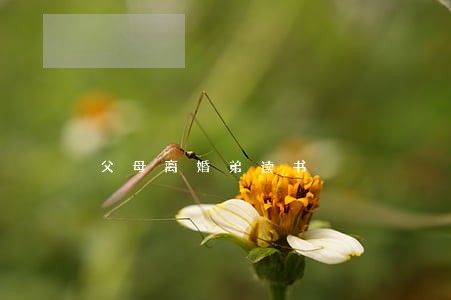 父母离婚弟读书 父母离婚弟读书