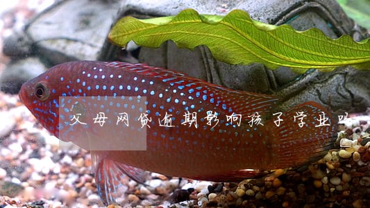 父母网贷逾期影响孩子学业吗