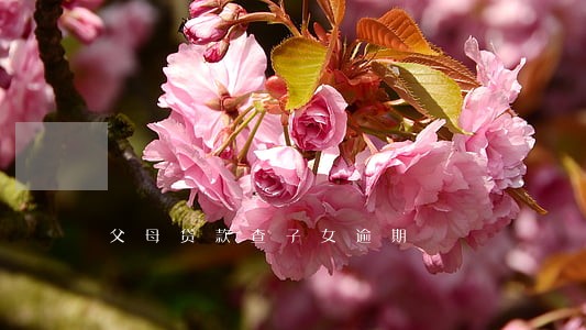 父母贷款查子女逾期 父母贷款查子女逾期