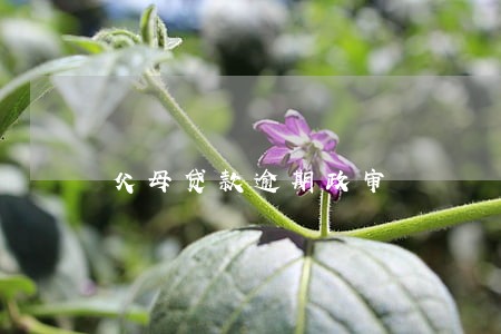 父母贷款逾期政审 父母贷款逾期政审
