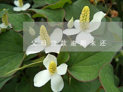 父母贷款逾期未还 父母贷款逾期未还