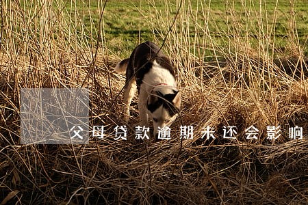 父母贷款逾期未还会影响子女 父母贷款逾期未还会影响子女