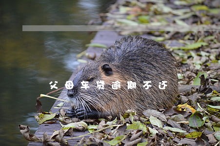父母车贷逾期不还 父母车贷逾期不还