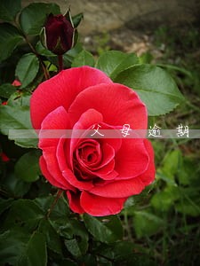 父母逾期不还贷款孩子受影响吗 父母逾期不还贷款孩子受影响吗