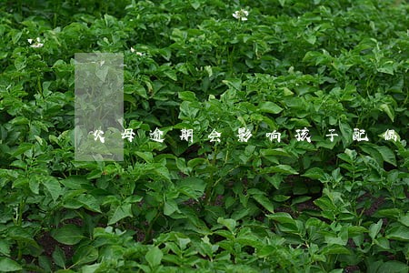 父母逾期会影响孩子配偶吗 父母逾期会影响孩子配偶吗