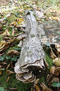 父母逾期影响政审吗 父母逾期影响政审吗