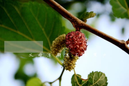 父母逾期是不是黑户 父母逾期是不是黑户