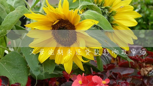 父母逾期未还贷款影响政审吗 父母逾期未还贷款影响政审吗