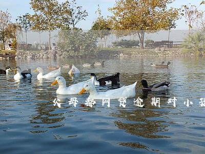 父母都网贷逾期对小孩有影响吗 父母都网贷逾期对小孩有影响吗