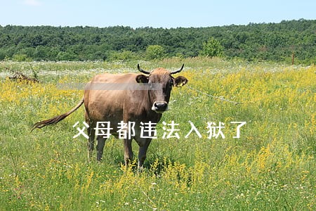 父母都违法入狱了 父母都违法入狱了