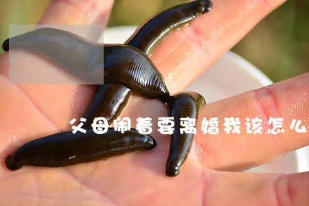 父母闹着要离婚我该怎么办 父母闹着要离婚我该怎么办