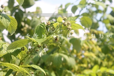 爷爷给人做担保逾期影响孙子吗