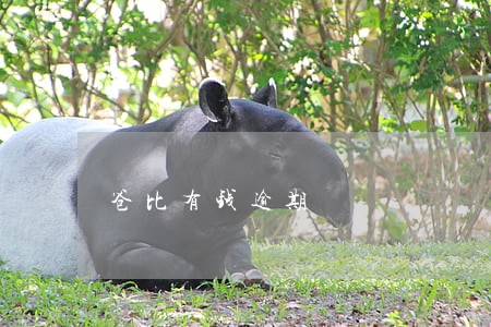 爸比有钱逾期 爸比有钱逾期