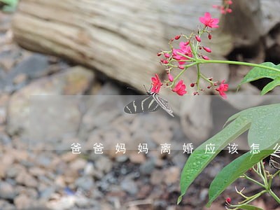 爸爸妈妈离婚应该怎么劝阻 爸爸妈妈离婚应该怎么劝阻