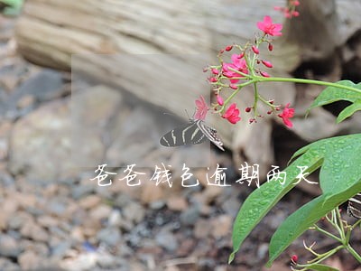 爸爸钱包逾期两天 爸爸钱包逾期两天