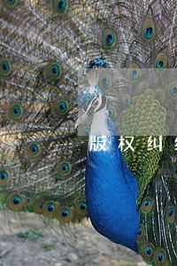 版权纠纷由哪个法院管辖 版权纠纷由哪个法院管辖