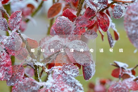 版权转让律师电话号码