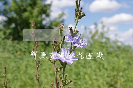 牌照查询征信逾期 牌照查询征信逾期