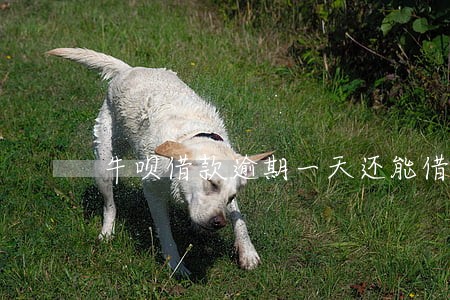 牛呗借款逾期一天还能借吗 牛呗借款逾期一天还能借吗