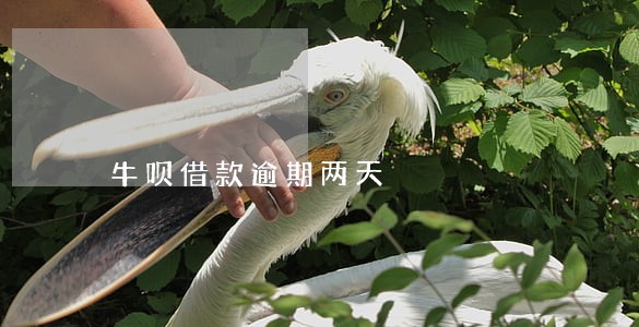 牛呗借款逾期两天 牛呗借款逾期两天