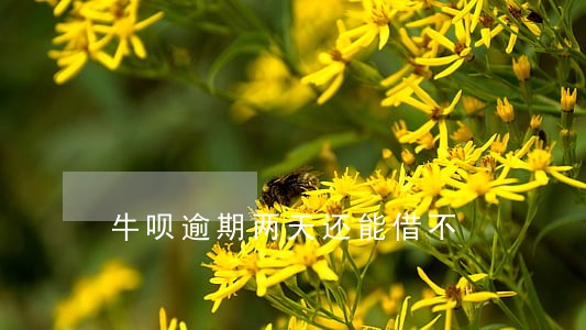 牛呗逾期两天还能借不 牛呗逾期两天还能借不