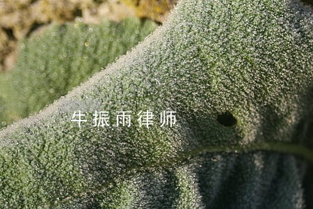 牛振雨律师 牛振雨律师