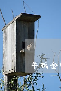 牛板金逾期公告会怎样 牛板金逾期公告会怎样