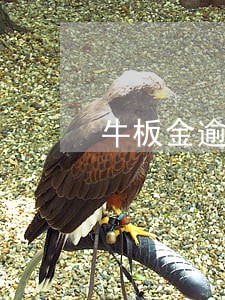 牛板金逾期哪里报案 牛板金逾期哪里报案