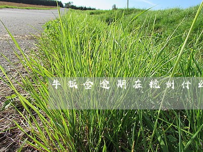 牛板金逾期在杭州什么地方报案 牛板金逾期在杭州什么地方报案