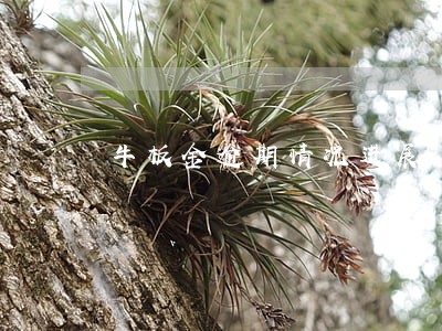 牛板金逾期情况进展 牛板金逾期情况进展