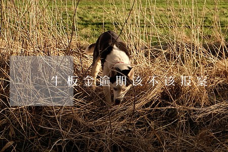 牛板金逾期该不该报案 牛板金逾期该不该报案