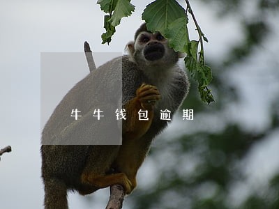牛牛钱包逾期 牛牛钱包逾期