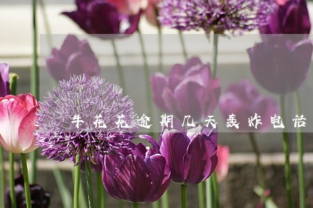 牛花花逾期几天轰炸电话录 牛花花逾期几天轰炸电话录