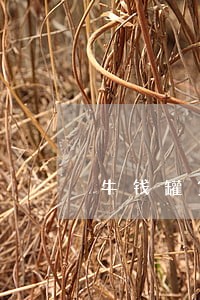 牛钱罐贷款逾期费多少 牛钱罐贷款逾期费多少