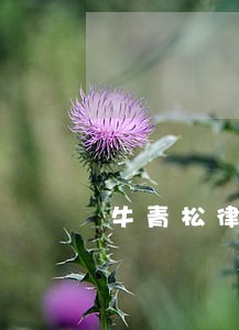 牛青松律师 牛青松律师