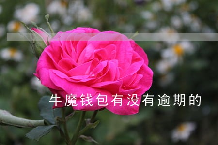 牛魔钱包有没有逾期的 牛魔钱包有没有逾期的