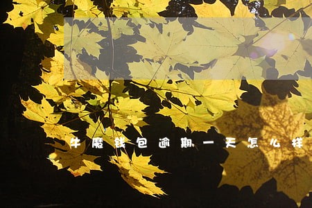 牛魔钱包逾期一天怎么样 牛魔钱包逾期一天怎么样