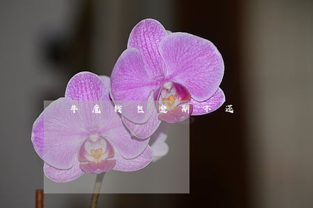 牛魔钱包逾期不还 牛魔钱包逾期不还