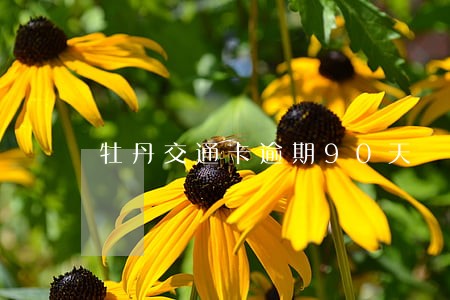 牡丹交通卡逾期90天 牡丹交通卡逾期90天